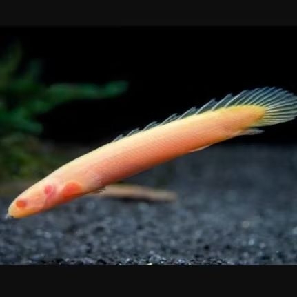 Ikan hias naga palmas albino