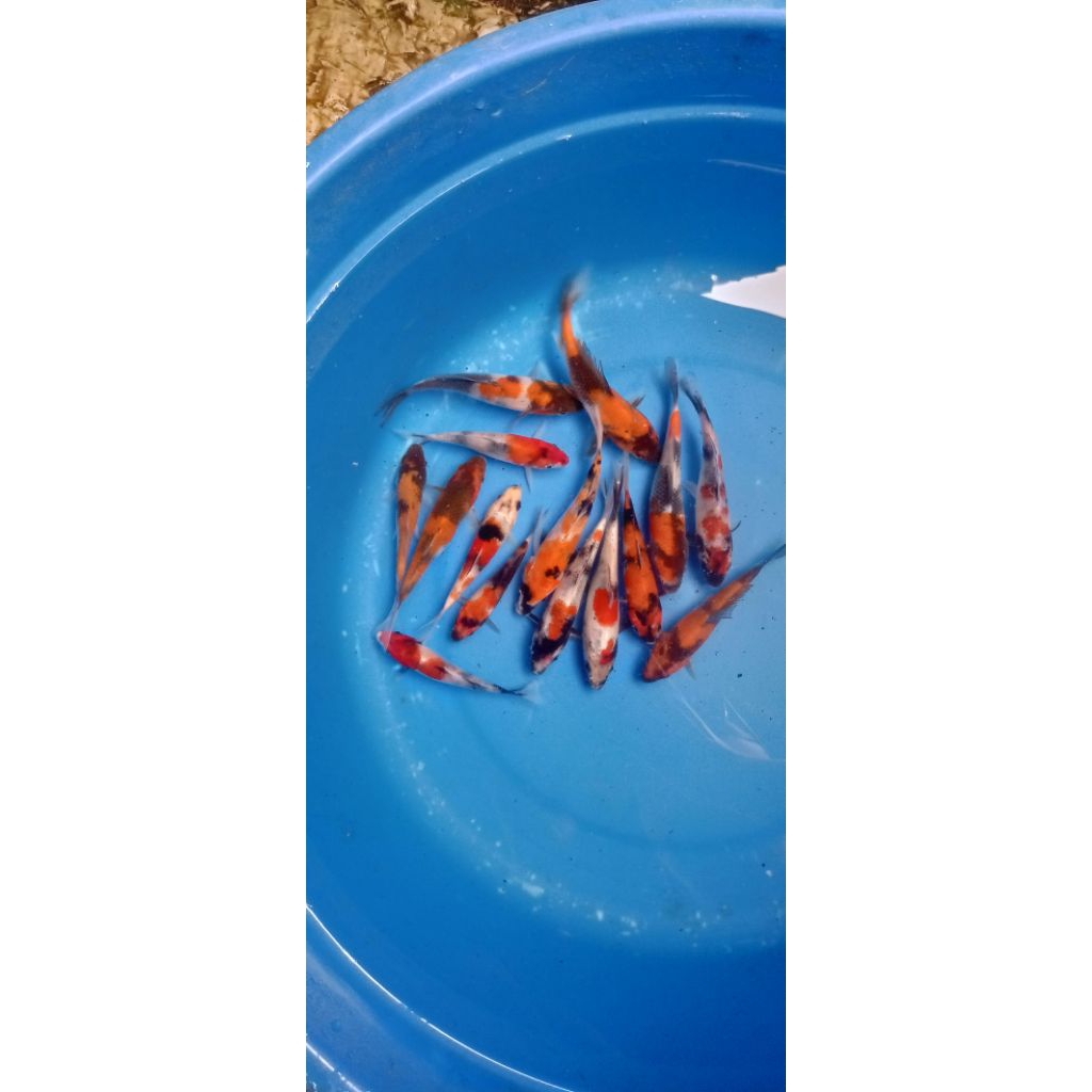 Bibit Ikan Koi mix 15-18 cm isi 3/paket minion ikan koi/ikan koi anakan/nener ikan koi/burayak koi/b