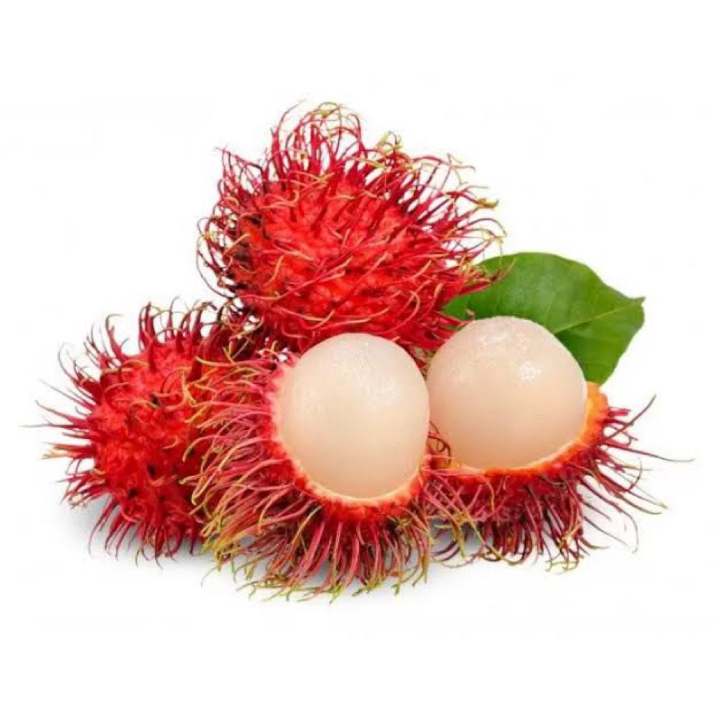 

indukan rambutan kondisi sudah siap berbunga