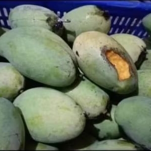

Manalagi Canting 2 kg isi 3 buah ( rasa manis tidak berserat ) Ukuran Jumbo