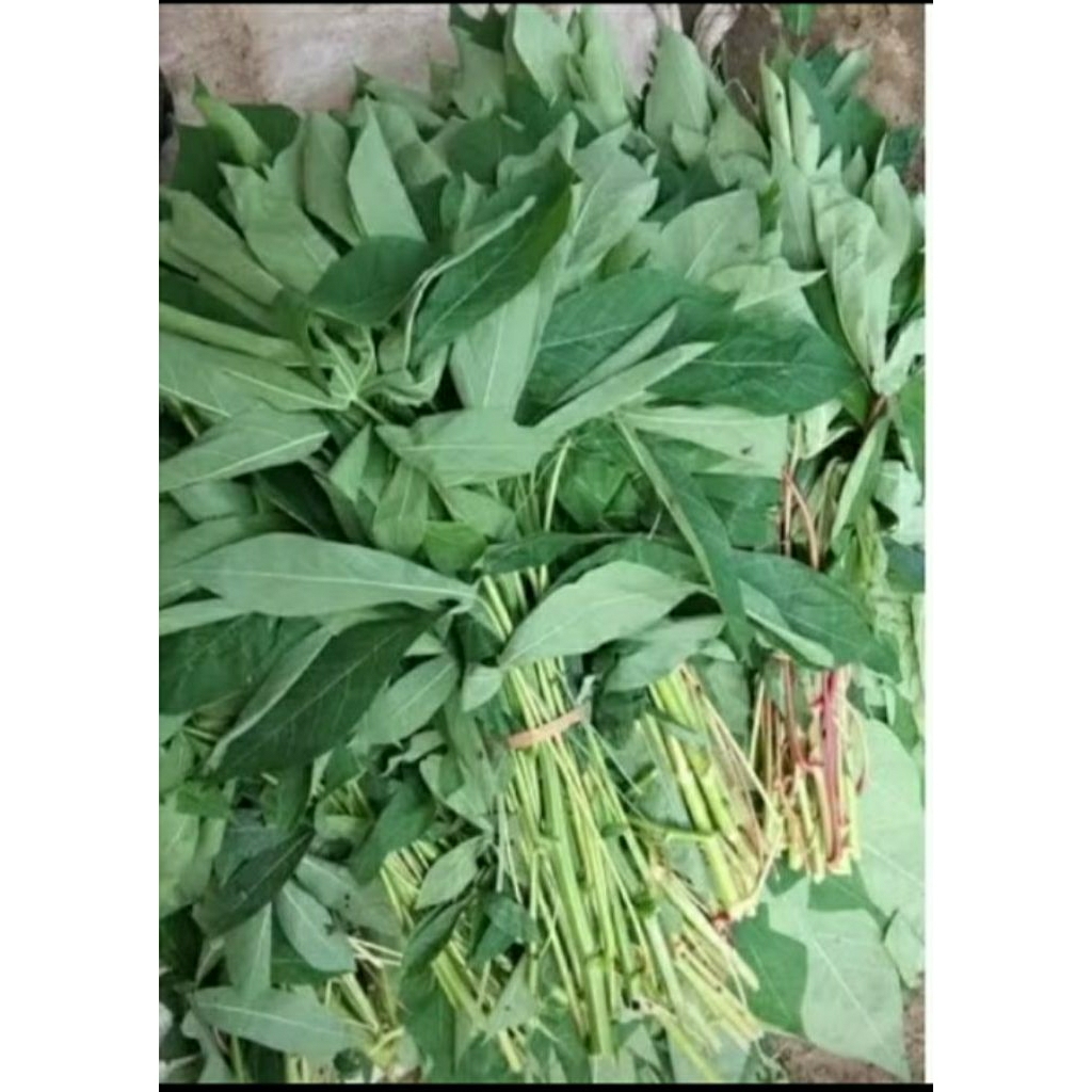 

daun singkong ikat