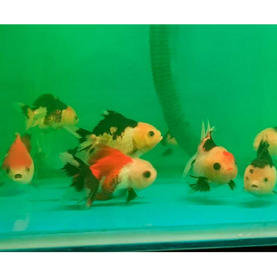 Ikan Hias Koki Oranda Tricolor Air Tawar