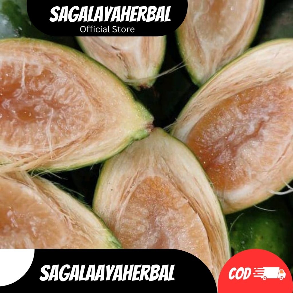 

BUAH PINANG MUDA/JAMBE MUDA SEGAR FRESH, 1KG