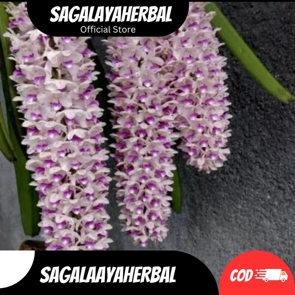 TANAMAN HIASA NGGREK TUPAI ANAKAN