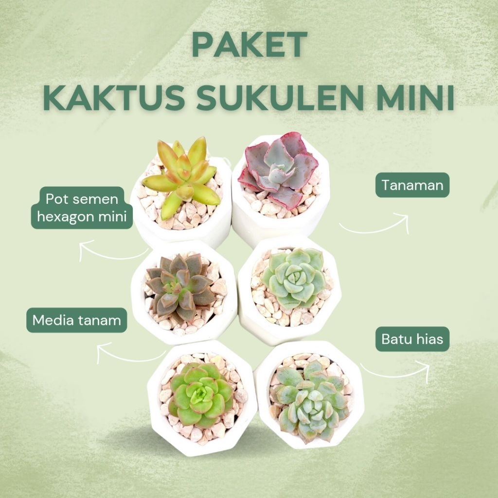 Paket Kaktus Sukulen Mini + Pot Semen + Media Tanam TANAMAN HIDUP ASLI