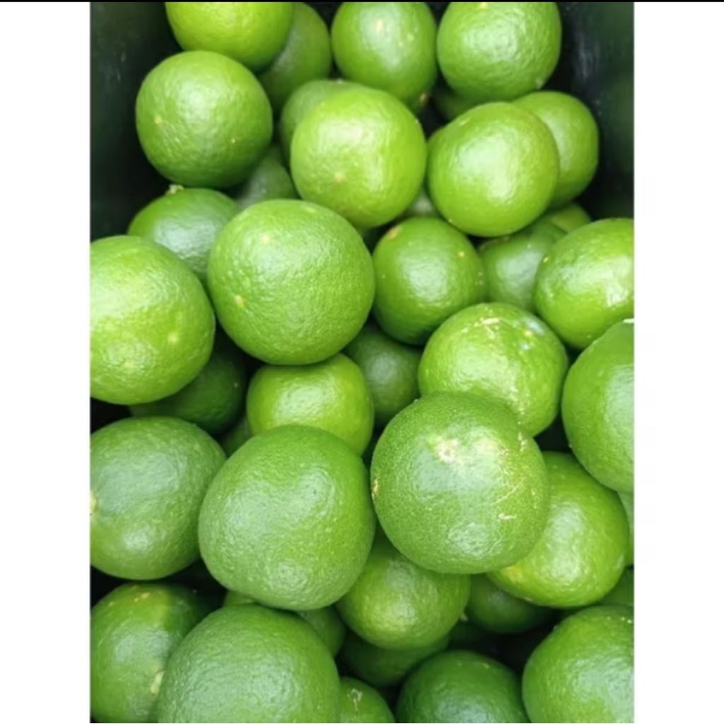 

Jeruk Nipis Segar 1kg_Jeruk Nipis kiloan