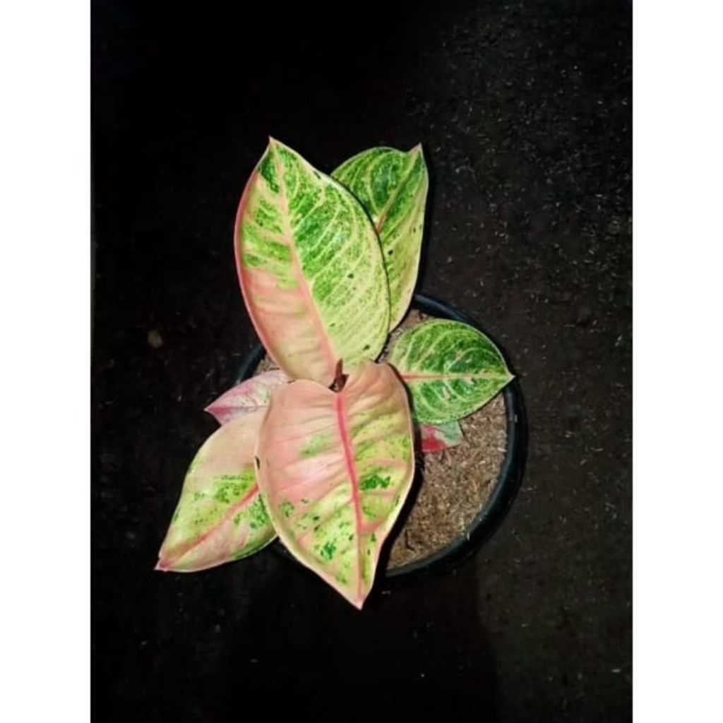 Aglonema_romantic_love_anakan