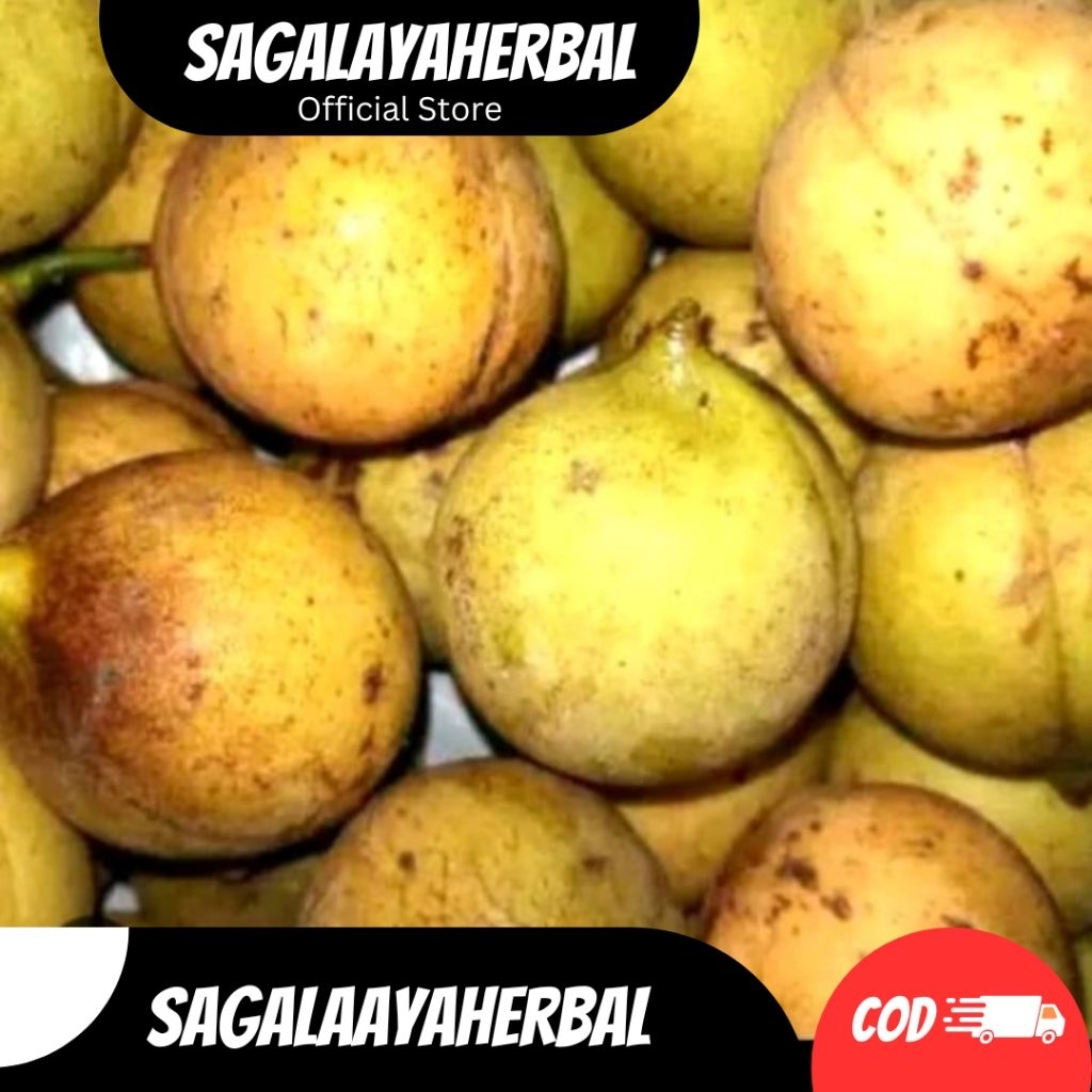 

BUAH PALA FRESH UTUH MASIH BULAT