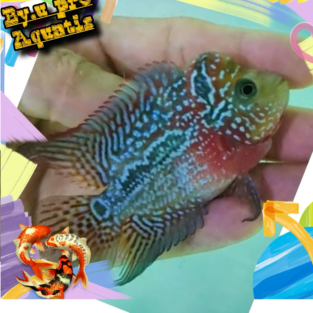 

Tambahan lohan cencu size 4-6