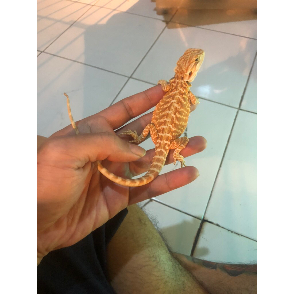 Bearded Dragon hypo red cakep het bloodred trans het LB pH zero