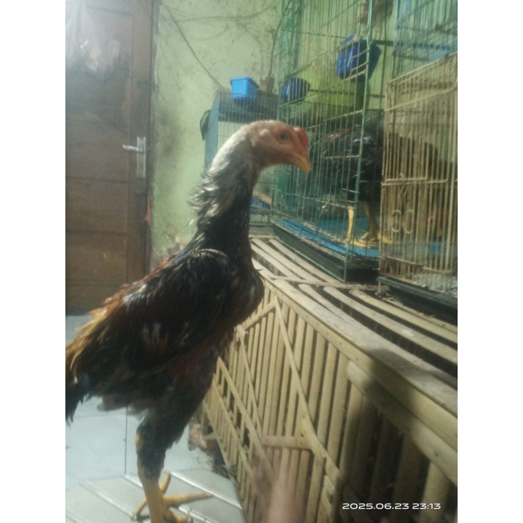ayam shamo anakan eropa x eropa umur 3,5 bulan warna bagus.pacek ada di foto induknya udah saya poto