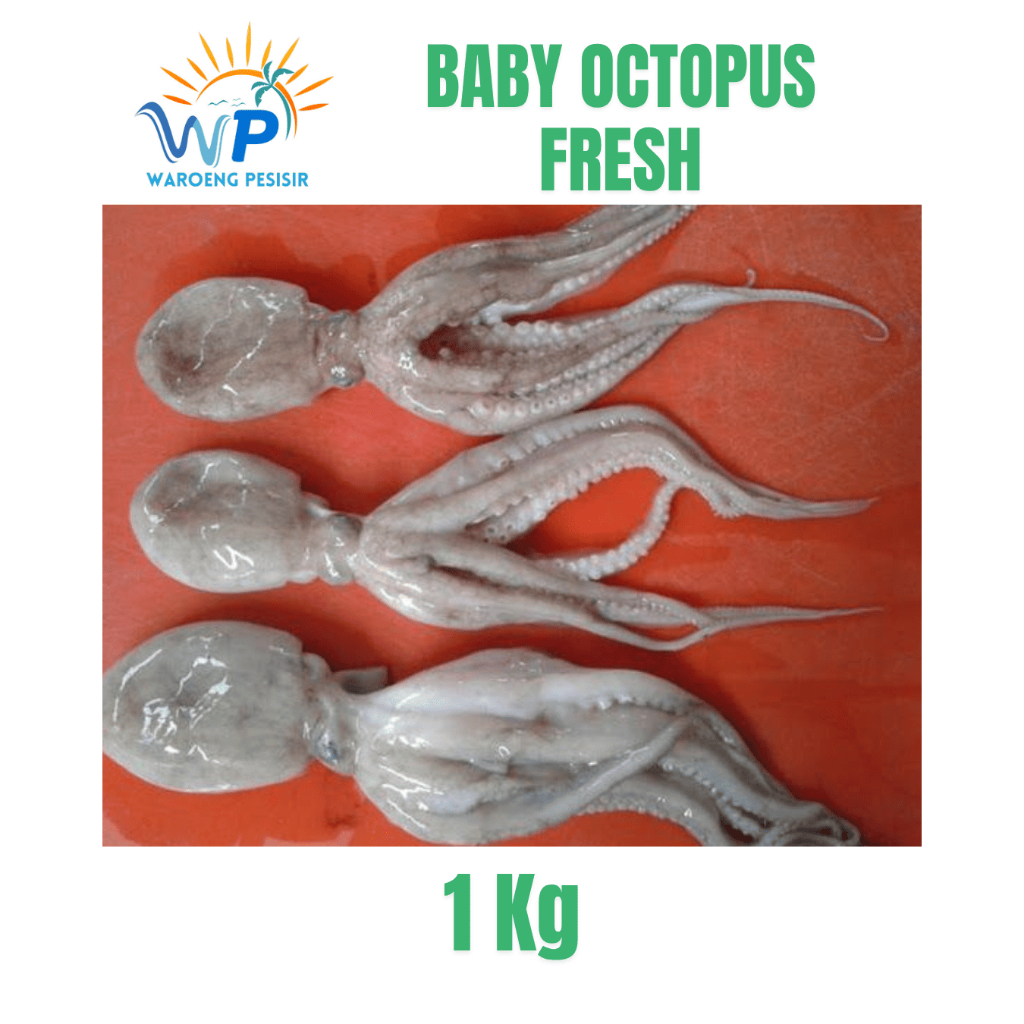 

BABY OCTOPUS / BABY GURITA / BAYI GURITA FRESH – DIJUAL PER KILOGRAM