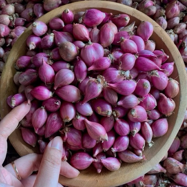 

Kecil Bawang Merah Kering Bamer Termurah Berkualitas