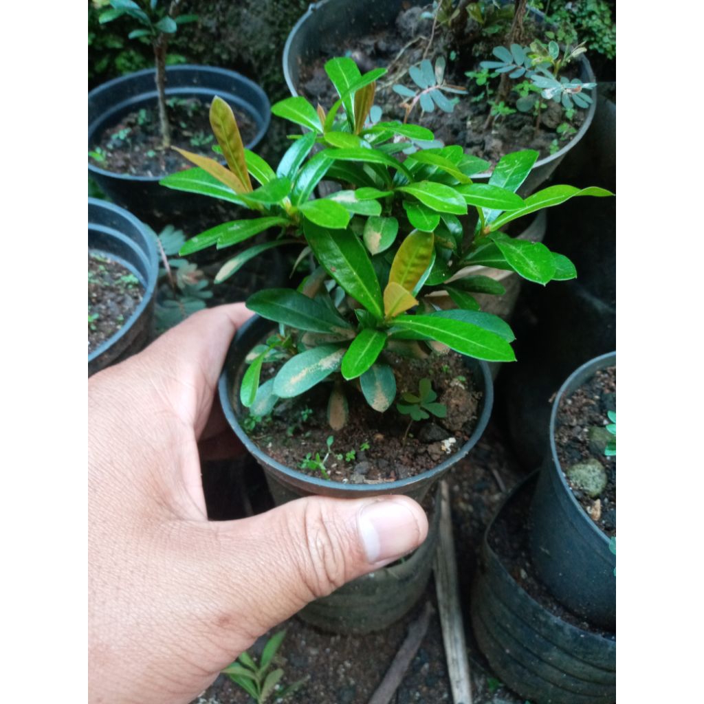 ASOKA BUNGA MERAH BONSAI MINI