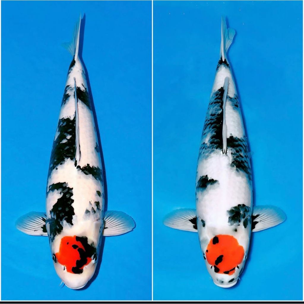 koi Shiro Tancho berkualitas grade A+ size 20-25cm