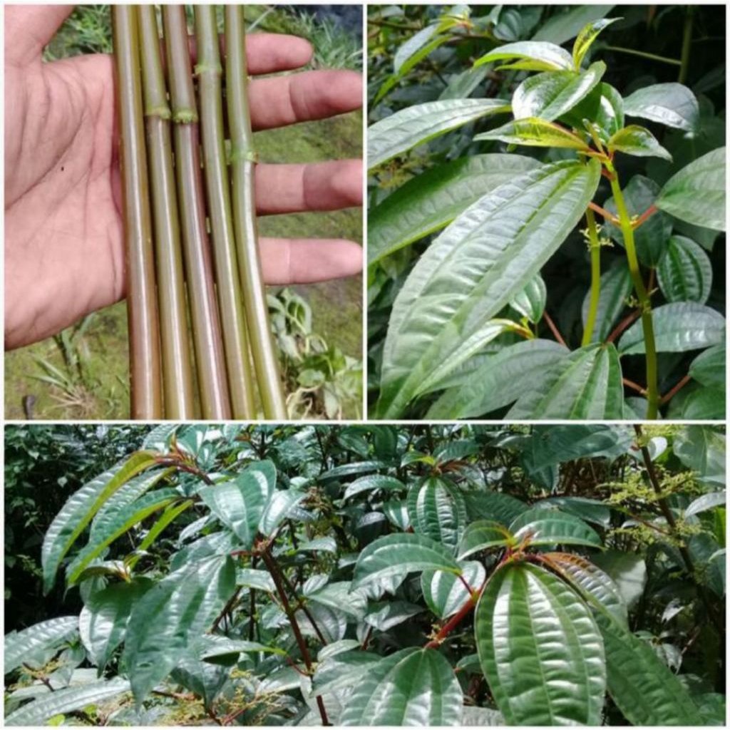 

bibit daun
