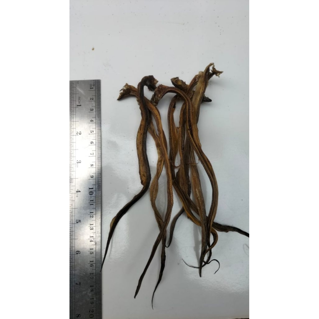 

Belut Sawah Kering Asli Ukuran Kecil, Sehat & Higienis