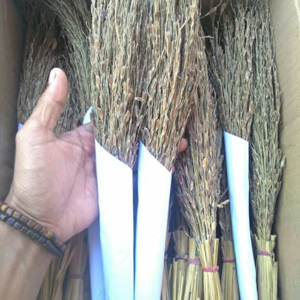 

Sapu Merang Padi Ketan Hitam Per Ikat
