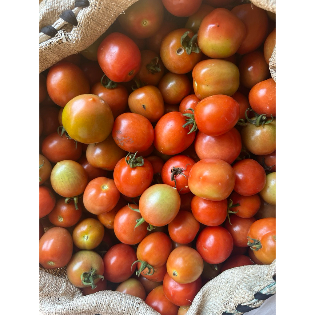 

tomatServoKualitasAB