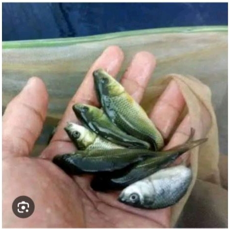 Bibit ikan mas konsumsi 7-8cm