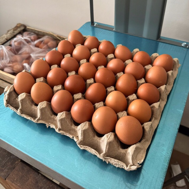 

Telur Ayam Negri, 1 Tray telur ayam Negri , 30 butir