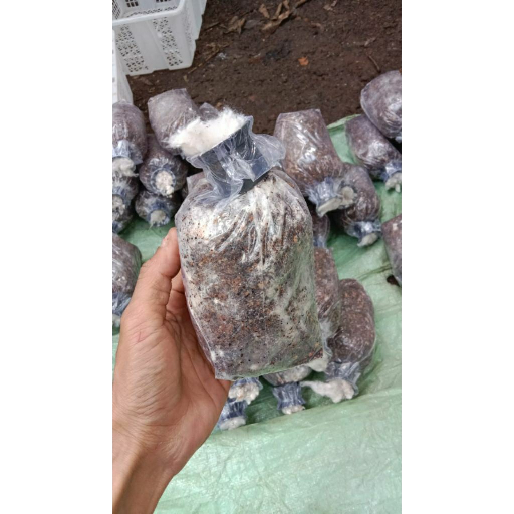 bibit jamur merang isi 8 dan panduan budidaya jamur merang pemula
