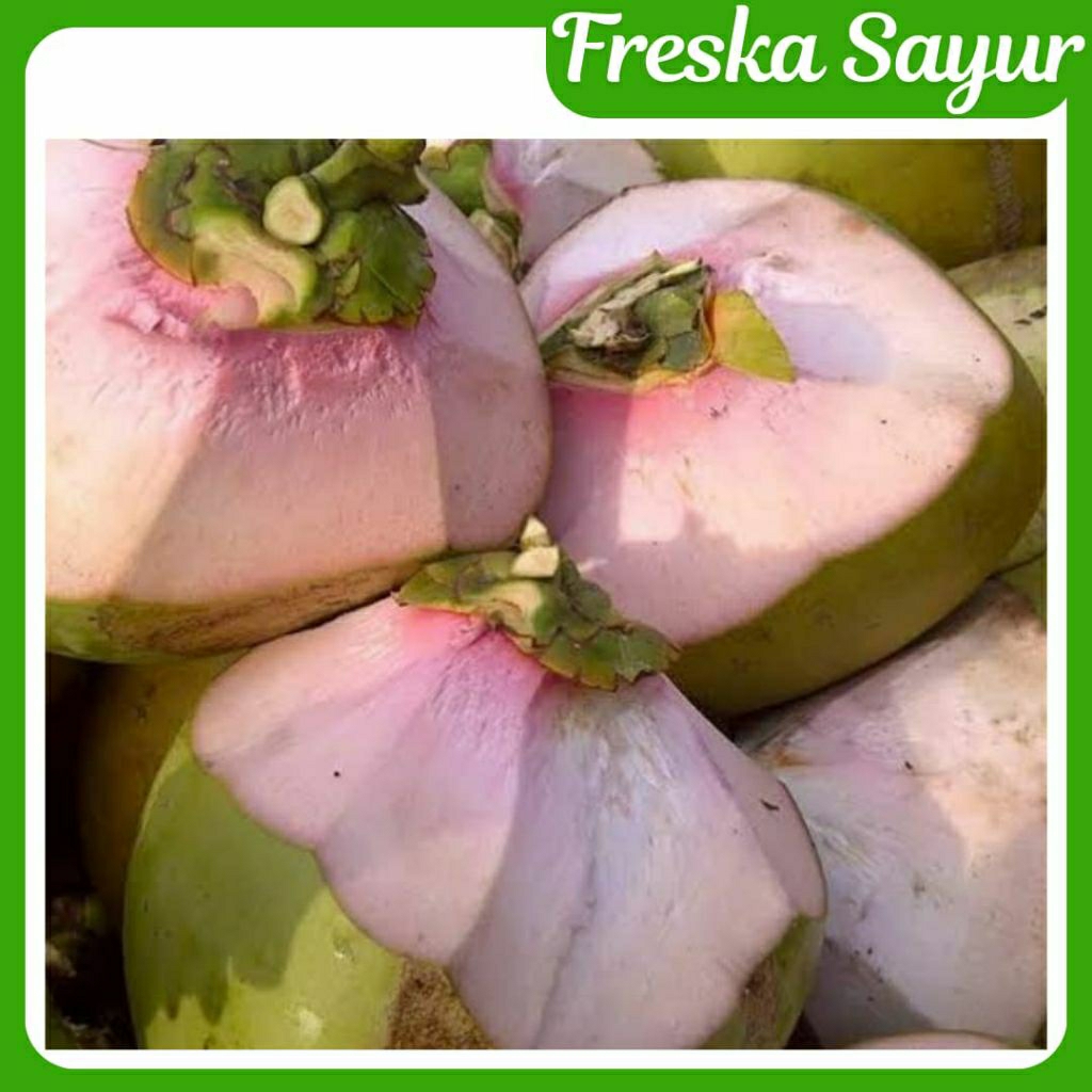 

Kelapa Hijau | Kelapa Ijo Untuk Obat 1 Pcs