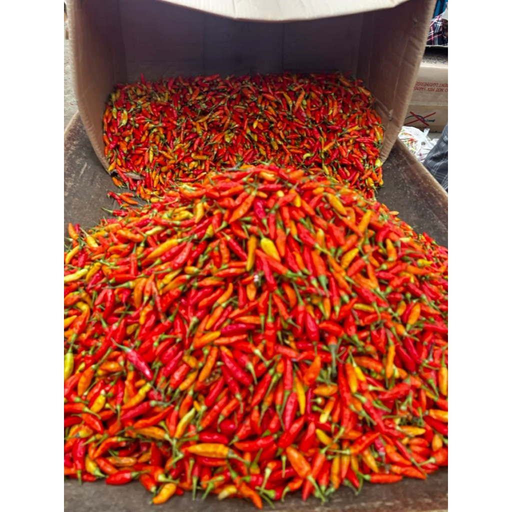 

Cabe Rawit Fresh super