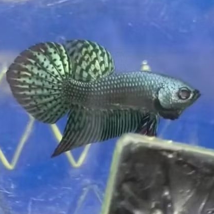 wild betta alien grey metalik silver .