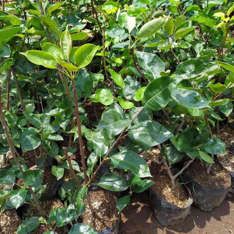 Raflezia Bibit Tanaman Buah Pir Madu/Pir Super Unggul/Pir Asia Superr