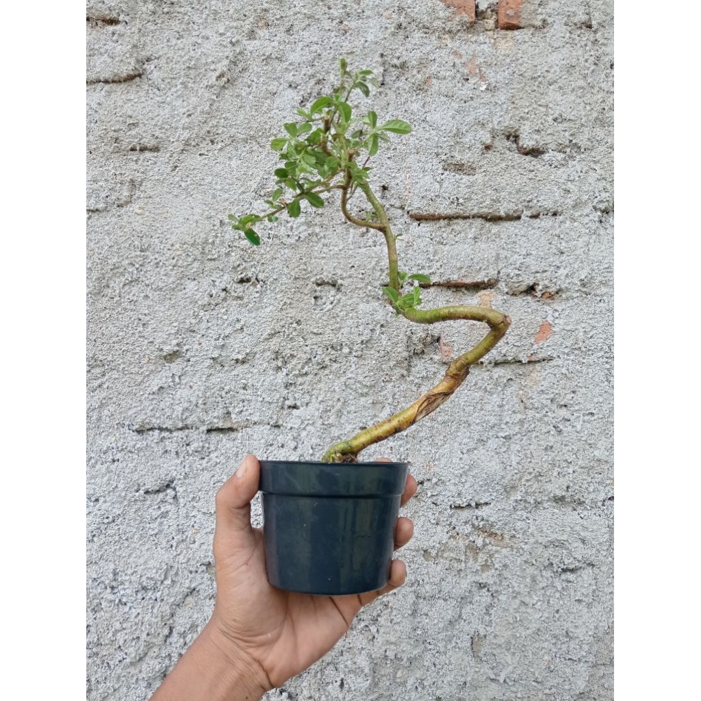 Bahan bonsai hokiantea/hokianti lokal realpict