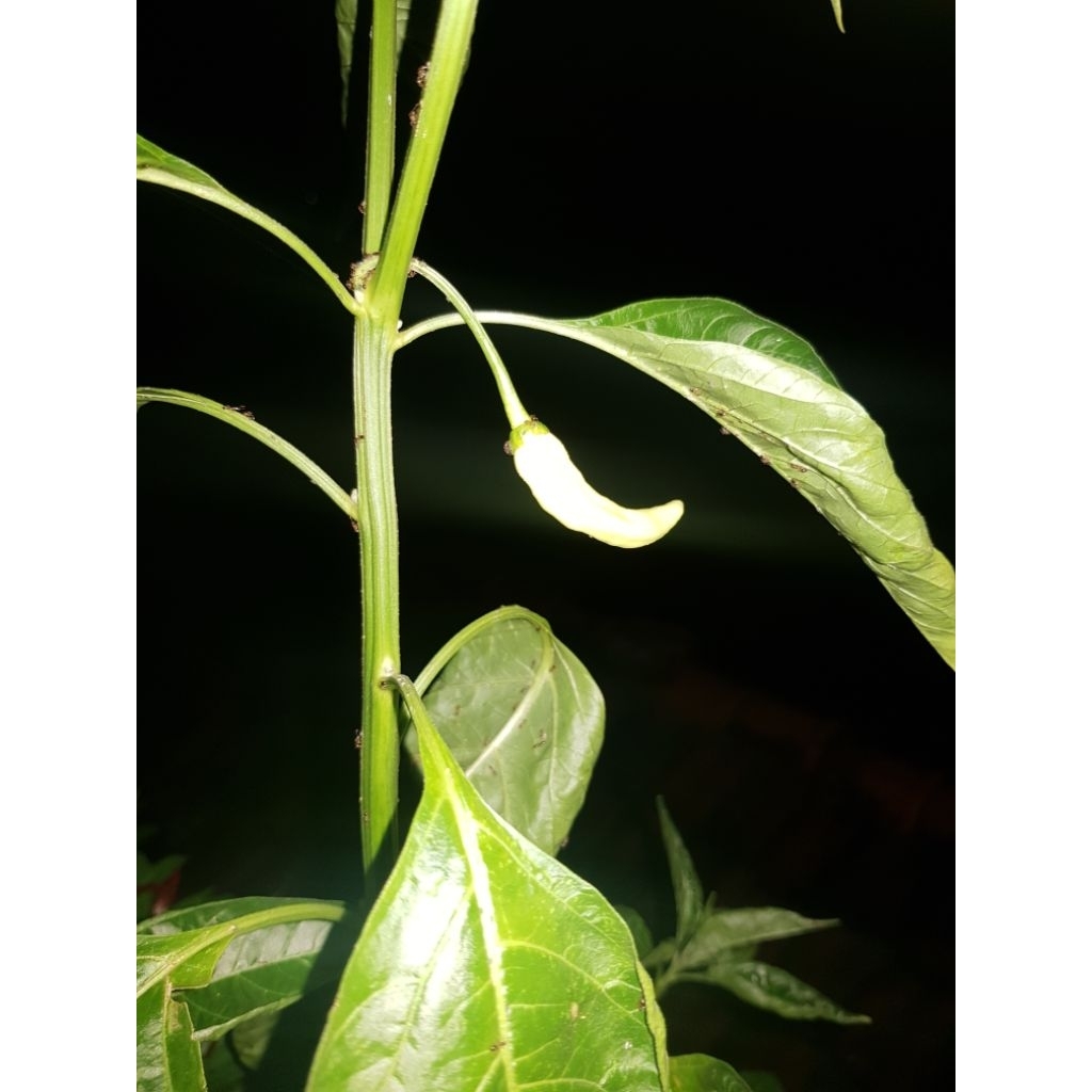 

Daun Sirih pohon langsung