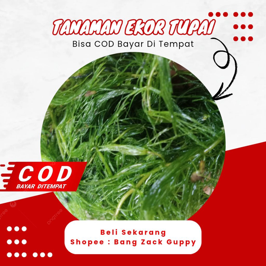 Ganggang  Ekor Tupai / Tanaman Air (Hydrilla)
