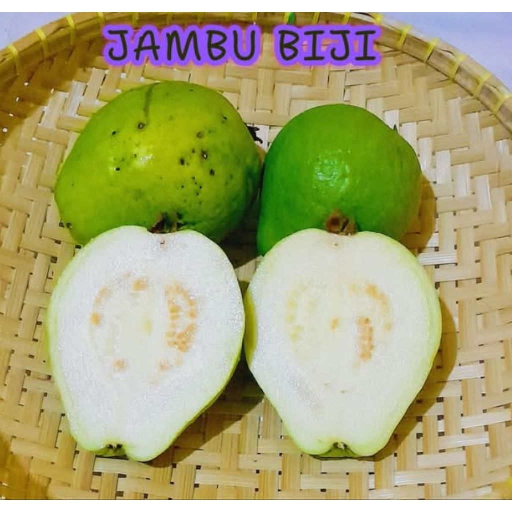 1 kg Jambu Biji Putih / Jambu Klutuk Biji putih