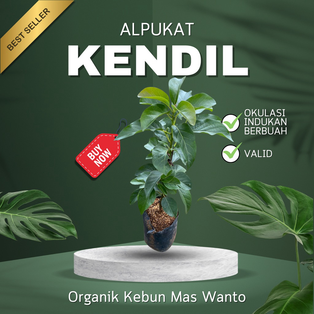 BIBIT ALPUKAT VARIETAS KENDIL ATAU MARKUS-BIBIT ALPUKAT MARKUS-BIBIT ALPUKAT KENDIL-BIBIT ALPUKAT