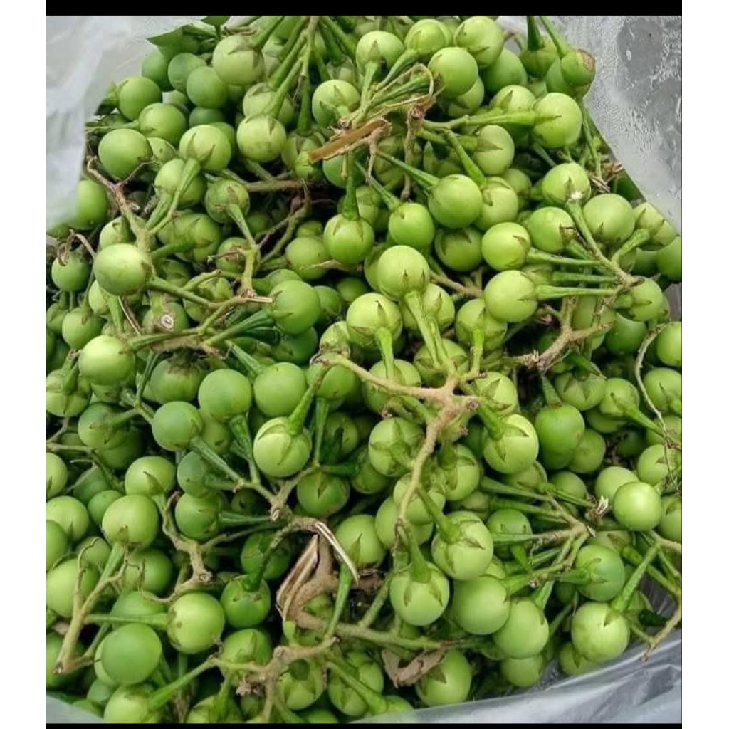 

pokak fres/ terong pokak pipit 250grm