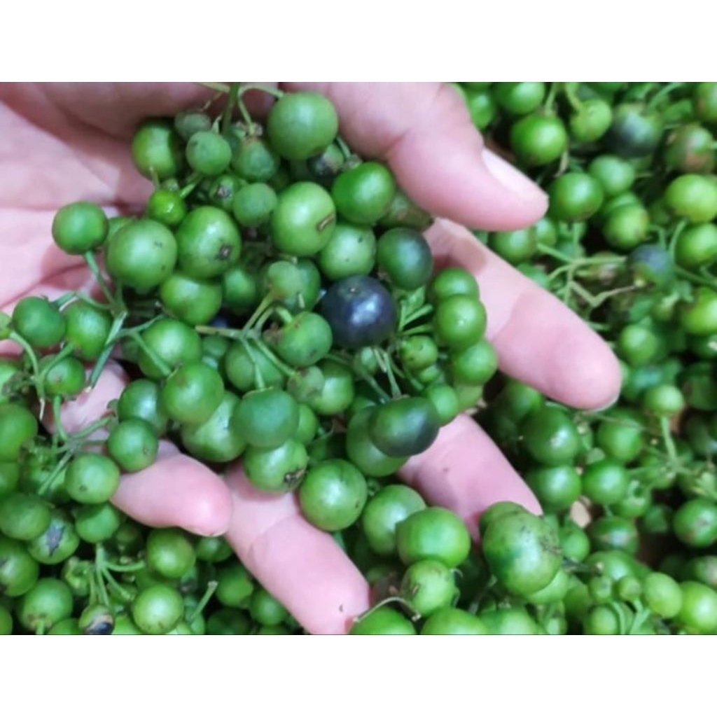 100 BUTIR BENIH LEUNCA