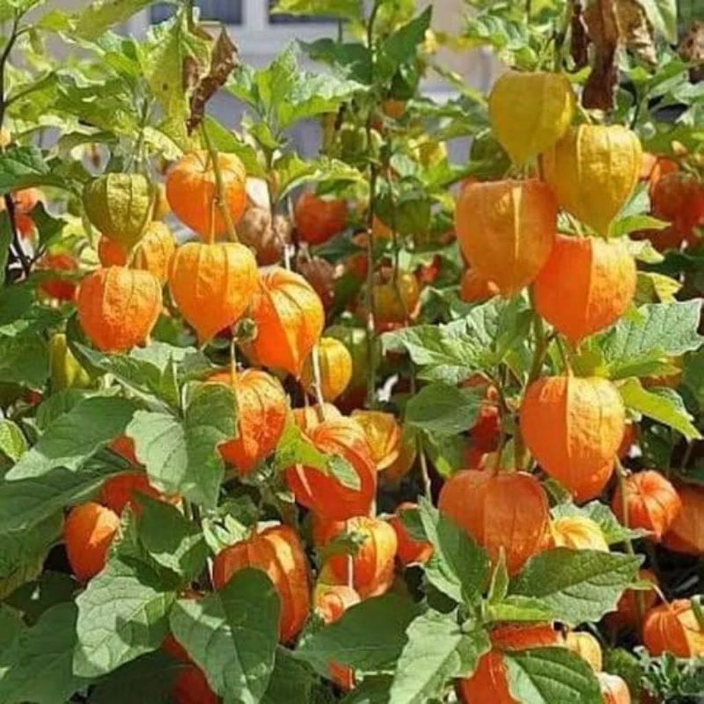 Bibit Buah Ciplukan Golden Berry Berbuah / Berbunga