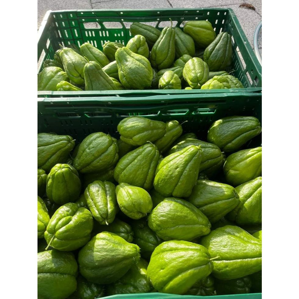 

LABU acar SIAM HIJAU 500GR 1 kg