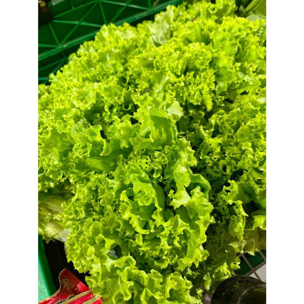 

LALABAN SELADAH BOKOR SELADA SEGAR FRESH KEBUN 500 gr