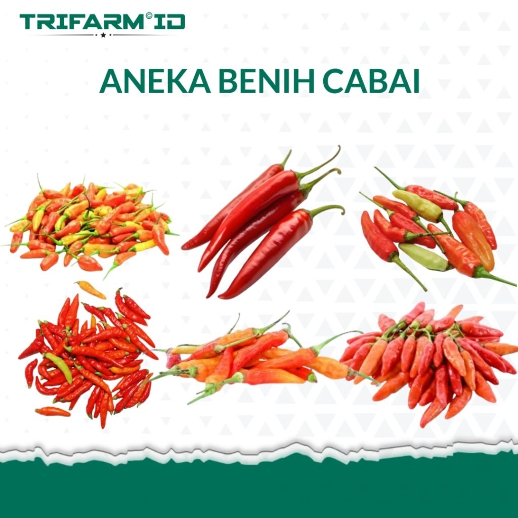 Macam - Macam Benih Cabai Bibit Cabe Rawit Cabe Keriting Cabe Besar Kemasan Repack Produk Original