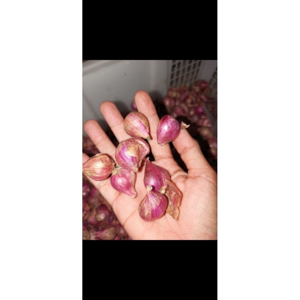 

Bawang Merah 1kg