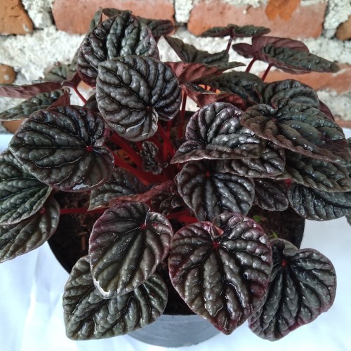Tanaman Hias Carperata Merah | Peperomia | Peperomia Carperata | Peperomia Merah