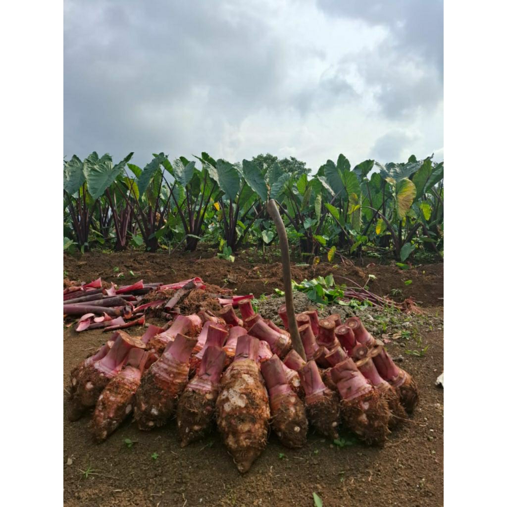 

TALAS JUMBO SUPER MERAH HITAM