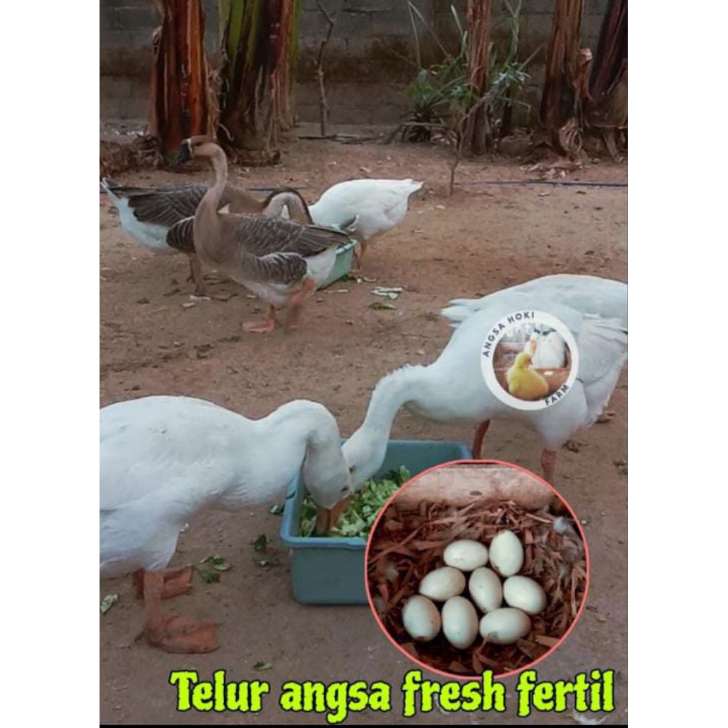telur angsa