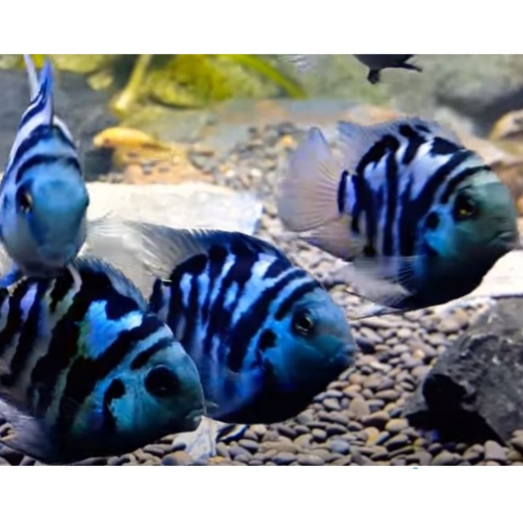Blue Polar