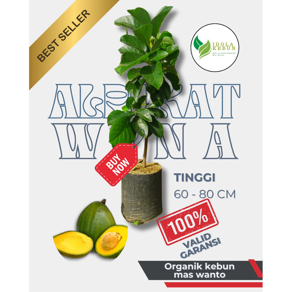 BIBIT ALPUKAT VARIETAS WINA HASIL OKULASI-BIBIT ALPUKAT WINA-BIBIT BUAH ALPUKAT WINA-ALPUKAT WINA