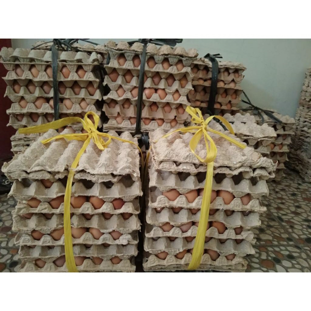 

Jual telur krem dan coklat bisa kiloan dan krat