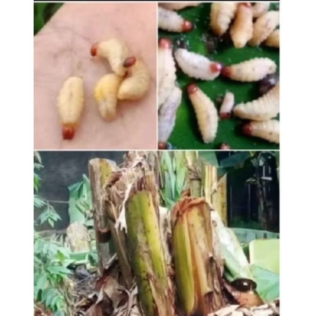 Umpan.pancing.ulat pohon pisang.hdp.isi20ek