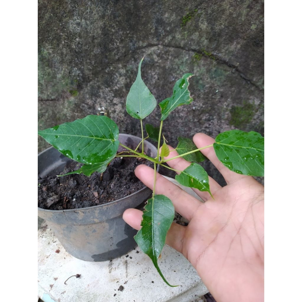 Bahan Bonsai Beringin Budha (Ficus Bodhi) Nepal dari Biji